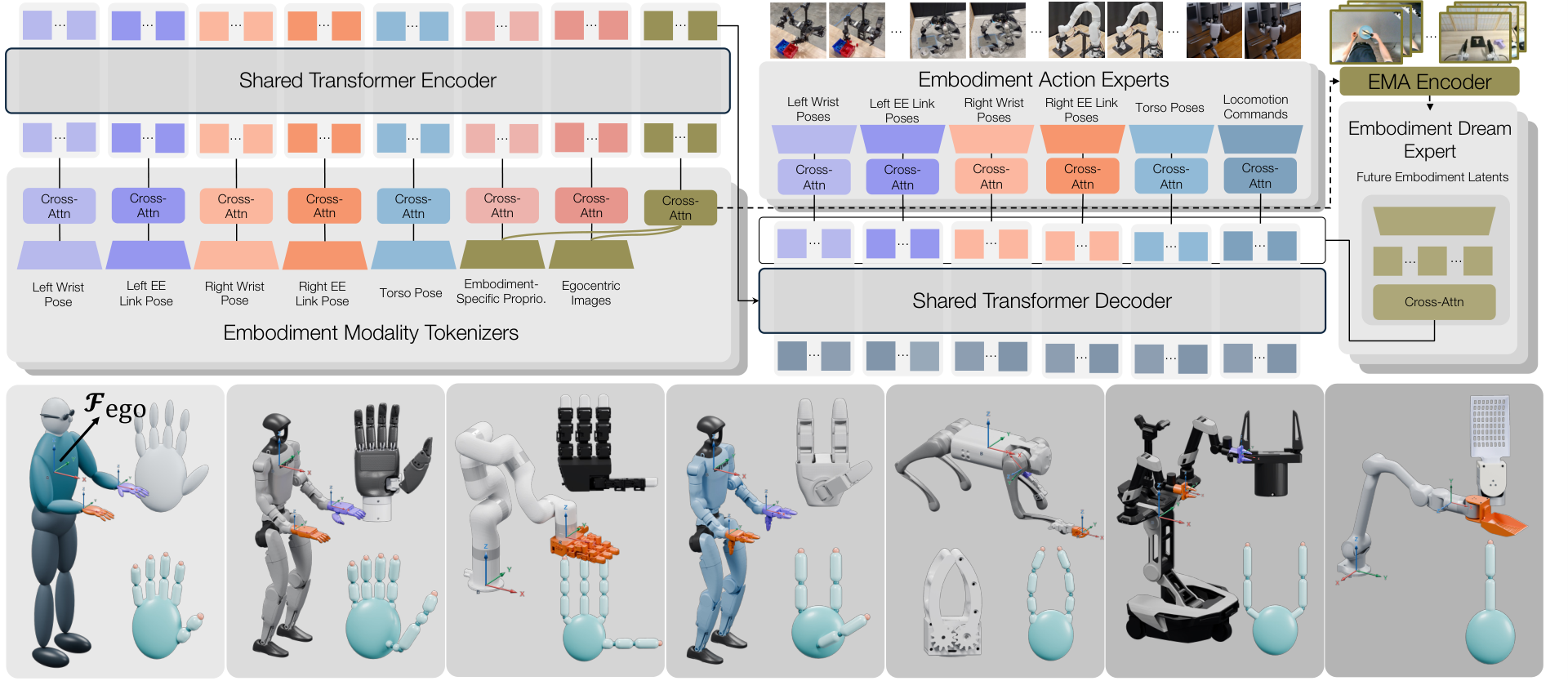 MXT+ architecture with embodiment-specific modality tokenizers, a shared Transformer trunk, action experts, and embodiment-dreaming experts, above the EgoX embodiments